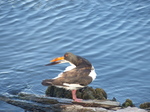 FZ006791 Oystercatcher (Haematopus ostralegus) grooming itself.jpg